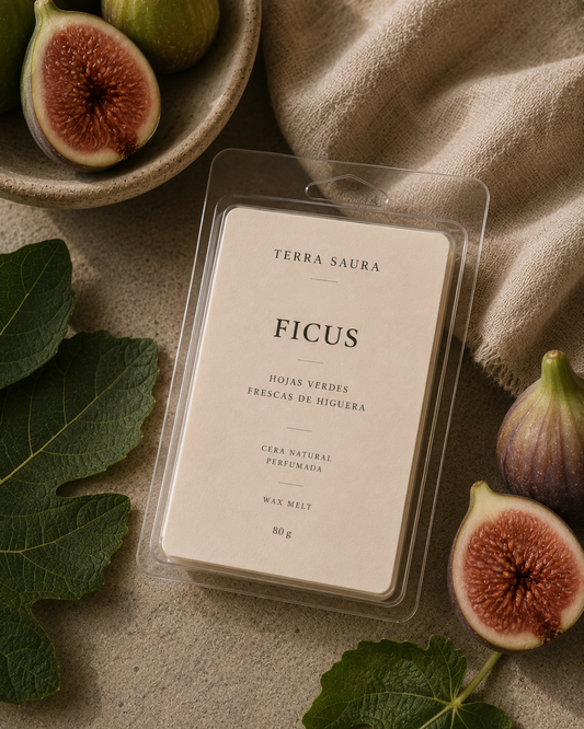 FICUS MELT